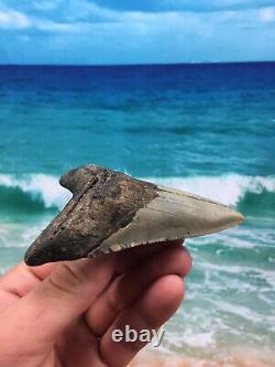 MEGALODON Fossil Giant Shark Teeth Ocean No Repair 4.09 HUGE BEAUTIFUL TOOTH