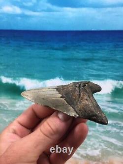 MEGALODON Fossil Giant Shark Teeth Ocean No Repair 4.09 HUGE BEAUTIFUL TOOTH