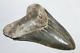 Megalodon Fossil Giant Shark Teeth Ocean No Repair 4.33 Huge Commercial Grade