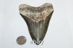 MEGALODON Fossil Giant Shark Teeth Ocean No Repair 4.33 HUGE COMMERCIAL GRADE
