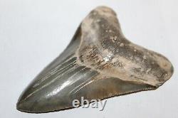 MEGALODON Fossil Giant Shark Teeth Ocean No Repair 4.33 HUGE COMMERCIAL GRADE