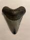 Megalodon Fossil Giant Shark Teeth Ocean No Repair 4. 3/4 Huge Beautiful Tooth