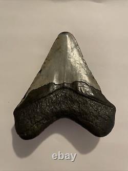 MEGALODON Fossil Giant Shark Teeth Ocean No Repair 4. 3/4 HUGE BEAUTIFUL TOOTH
