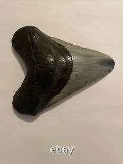 MEGALODON Fossil Giant Shark Teeth Ocean No Repair 4. 3/4 HUGE BEAUTIFUL TOOTH
