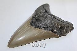 MEGALODON Fossil Giant Shark Teeth Ocean No Repair 4.40 HUGE COMMERCIAL GRADE