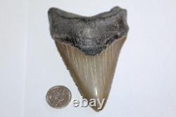 MEGALODON Fossil Giant Shark Teeth Ocean No Repair 4.40 HUGE COMMERCIAL GRADE