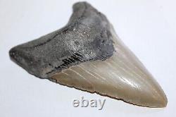 MEGALODON Fossil Giant Shark Teeth Ocean No Repair 4.40 HUGE COMMERCIAL GRADE