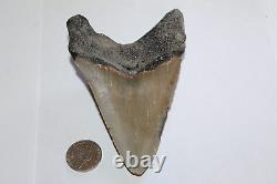 MEGALODON Fossil Giant Shark Teeth Ocean No Repair 4.40 HUGE COMMERCIAL GRADE