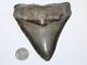 Megalodon Fossil Giant Shark Teeth Ocean No Repair 4.68 Huge Commercial Grade
