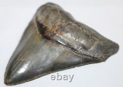 MEGALODON Fossil Giant Shark Teeth Ocean No Repair 4.68 HUGE COMMERCIAL GRADE