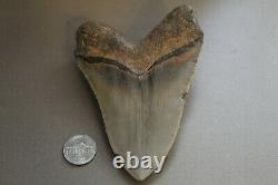 MEGALODON Fossil Giant Shark Teeth Ocean No Repair 4.79 HUGE COMMERCIAL GRADE