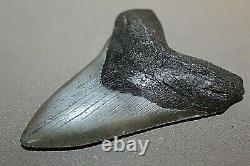 MEGALODON Fossil Giant Shark Teeth Ocean No Repair 4.97 HUGE COMMERCIAL GRADE