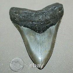 MEGALODON Fossil Giant Shark Teeth Ocean No Repair 4.97 HUGE COMMERCIAL GRADE