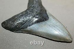 MEGALODON Fossil Giant Shark Teeth Ocean No Repair 4.97 HUGE COMMERCIAL GRADE