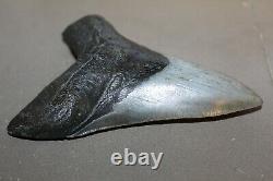 MEGALODON Fossil Giant Shark Teeth Ocean No Repair 4.97 HUGE COMMERCIAL GRADE