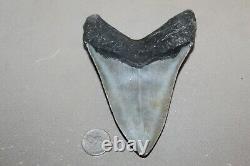 MEGALODON Fossil Giant Shark Teeth Ocean No Repair 4.97 HUGE COMMERCIAL GRADE