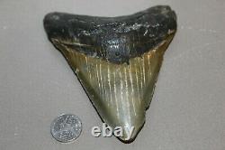 MEGALODON Fossil Giant Shark Teeth Ocean No Repair 4.98 HUGE BEAUTIFUL TOOTH