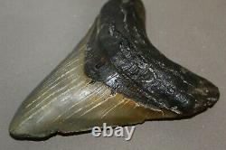 MEGALODON Fossil Giant Shark Teeth Ocean No Repair 4.98 HUGE BEAUTIFUL TOOTH