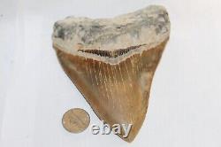 MEGALODON Fossil Giant Shark Teeth Ocean No Repair 5.02 HUGE COMMERCIAL GRADE