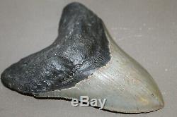 MEGALODON Fossil Giant Shark Teeth Ocean No Repair 5.04 HUGE COMMERCIAL GRADE
