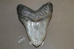 MEGALODON Fossil Giant Shark Teeth Ocean No Repair 5.04 HUGE COMMERCIAL GRADE
