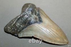 MEGALODON Fossil Giant Shark Teeth Ocean No Repair 5.22 HUGE COMMERCIAL GRADE