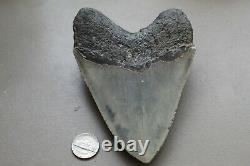 MEGALODON Fossil Giant Shark Teeth Ocean No Repair 5.39 HUGE MUSEUM QUALITY