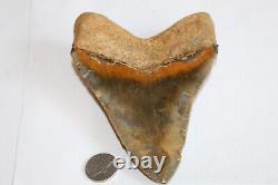 MEGALODON Fossil Giant Shark Teeth Ocean No Repair 5.40 HUGE COMMERCIAL GRADE
