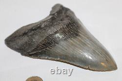 MEGALODON Fossil Giant Shark Teeth Ocean No Repair 5.54 HUGE COMMERCIAL GRADE