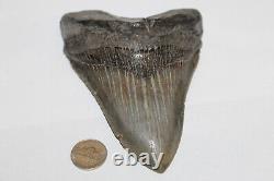MEGALODON Fossil Giant Shark Teeth Ocean No Repair 5.54 HUGE COMMERCIAL GRADE
