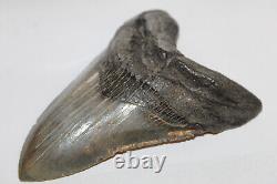 MEGALODON Fossil Giant Shark Teeth Ocean No Repair 5.54 HUGE COMMERCIAL GRADE