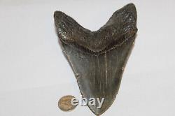 MEGALODON Fossil Giant Shark Teeth Ocean No Repair 5.54 HUGE COMMERCIAL GRADE