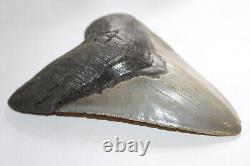 MEGALODON Fossil Giant Shark Teeth Ocean No Repair 5.55 HUGE MUSEUM QUALITY