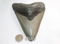 MEGALODON Fossil Giant Shark Teeth Ocean No Repair 5.55 HUGE MUSEUM QUALITY