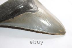 MEGALODON Fossil Giant Shark Teeth Ocean No Repair 5.55 HUGE MUSEUM QUALITY