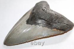 MEGALODON Fossil Giant Shark Teeth Ocean No Repair 5.55 HUGE MUSEUM QUALITY