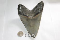 MEGALODON Fossil Giant Shark Teeth Ocean No Repair 5.55 HUGE MUSEUM QUALITY