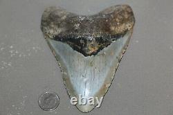 MEGALODON Fossil Giant Shark Teeth Ocean No Repair 5.60 HUGE BEAUTIFUL TOOTH