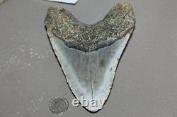 MEGALODON Fossil Giant Shark Teeth Ocean No Repair 5.60 HUGE BEAUTIFUL TOOTH