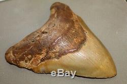 MEGALODON Fossil Giant Shark Teeth Ocean No Repair 5.92 HUGE BEAUTIFUL TOOTH