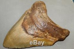 MEGALODON Fossil Giant Shark Teeth Ocean No Repair 5.92 HUGE BEAUTIFUL TOOTH
