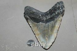 MEGALODON Fossil Giant Shark Teeth Ocean No Repair 6.00 HUGE BEAUTIFUL TOOTH