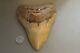 Megalodon Fossil Giant Shark Teeth Ocean No Repair 6.00 Huge Commercial Grade