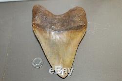 MEGALODON Fossil Giant Shark Teeth Ocean No Repair 6.00 HUGE COMMERCIAL GRADE