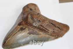MEGALODON Fossil Giant Shark Teeth Ocean No Repair 6.07 HUGE BEAUTIFUL TOOTH