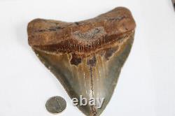 MEGALODON Fossil Giant Shark Teeth Ocean No Repair 6.07 HUGE BEAUTIFUL TOOTH