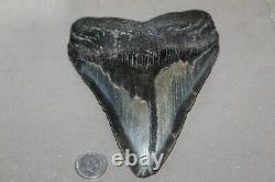 MEGALODON Fossil Giant Shark Teeth Ocean No Repair 6.09 HUGE BEAUTIFUL TOOTH