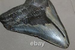 MEGALODON Fossil Giant Shark Teeth Ocean No Repair 6.09 HUGE BEAUTIFUL TOOTH