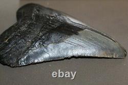 MEGALODON Fossil Giant Shark Teeth Ocean No Repair 6.09 HUGE BEAUTIFUL TOOTH