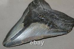 MEGALODON Fossil Giant Shark Teeth Ocean No Repair 6.09 HUGE BEAUTIFUL TOOTH